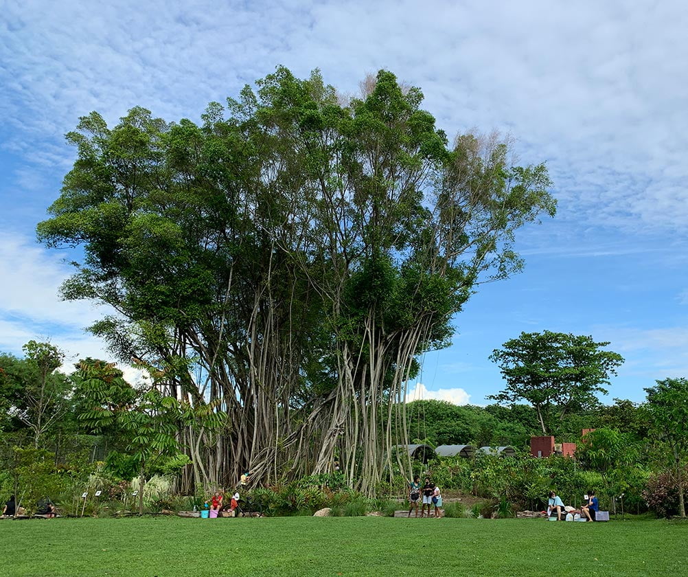 I wonder how old this tree is? it's absolutely massive 