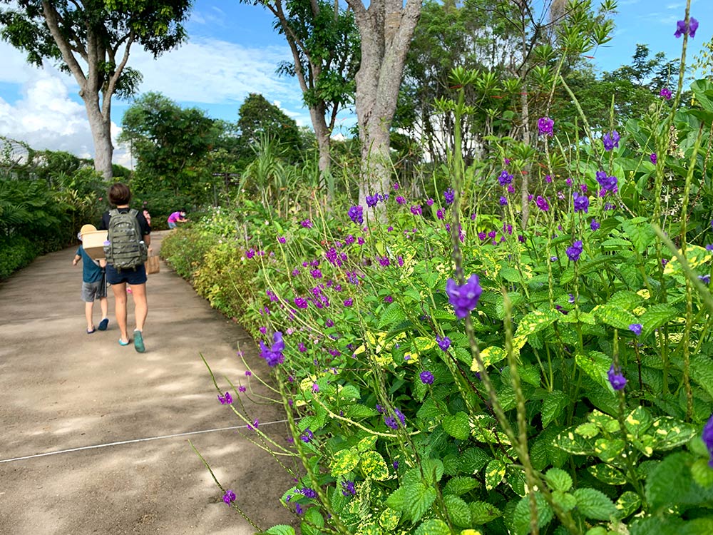 The floral walk is lined with a variety of colourful flowers and plants