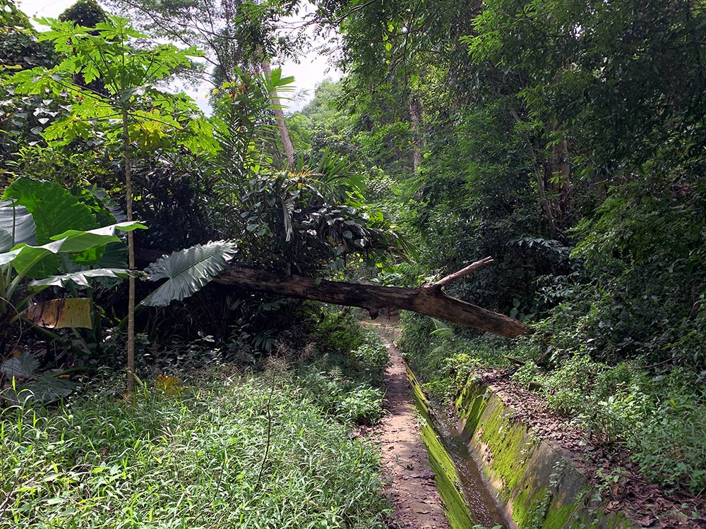 Bukit Batok Seng Chew Quarry Fallen Tree