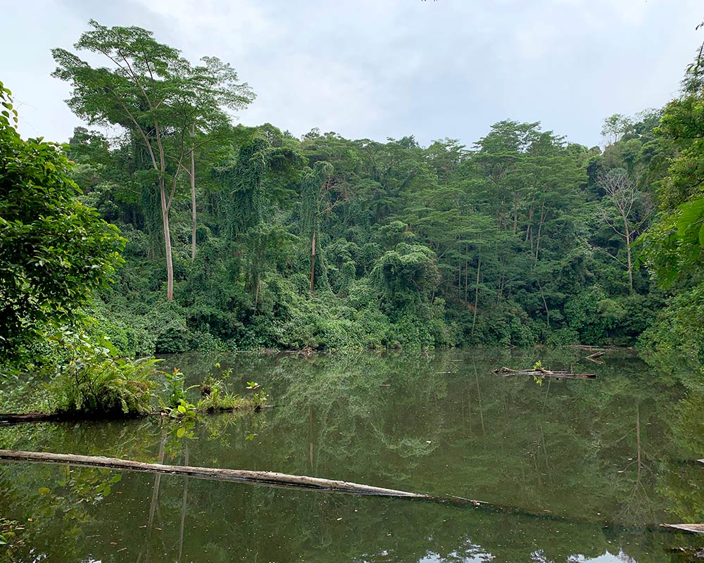 Seng Chew Quarry surrounded by forest