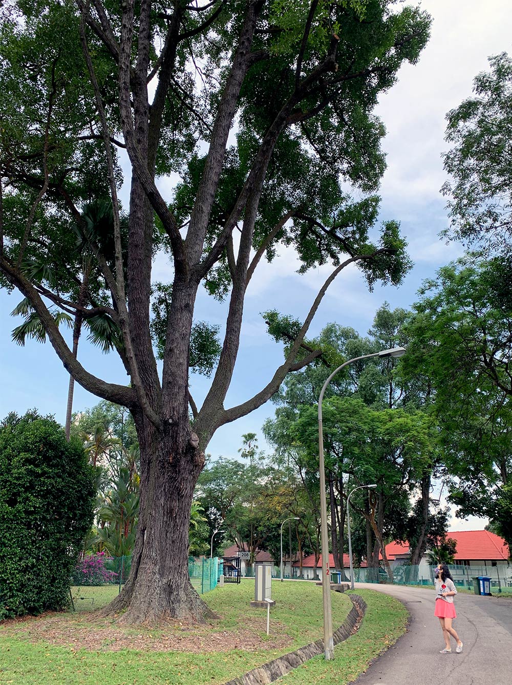 Sembawang Lagos Circle Tembusu Tree Comparison