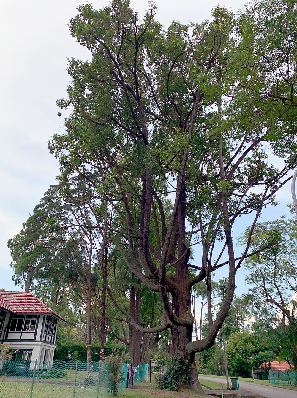 Sembawang Lagos Circle Tembusu Tree