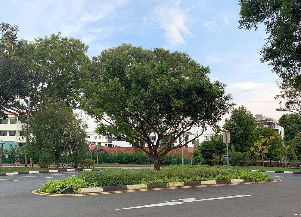 Sembawang Park Tree Carpark