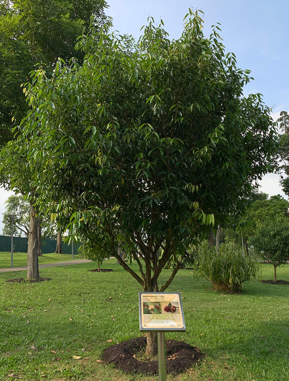 Sembawang Park Tree