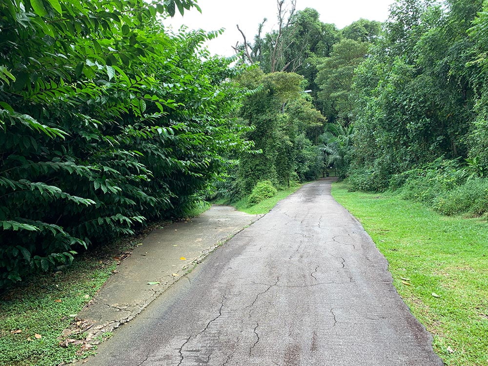 Keppel Hill Reservoir Path Fork