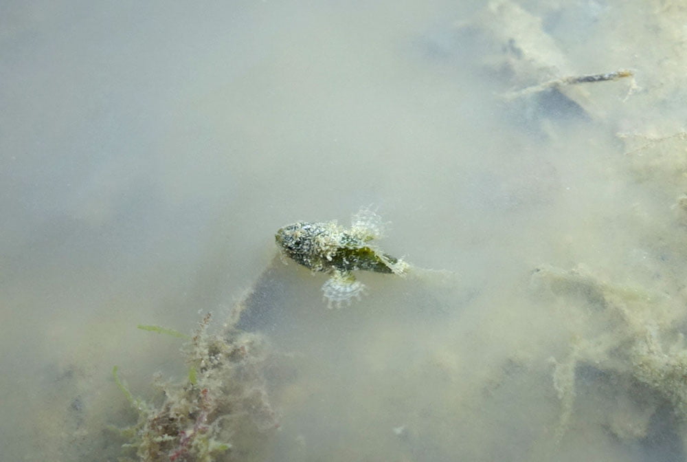 Untamed Paths Pulau Hantu Baby Frogfish Swimming