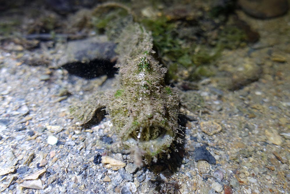 Untamed Paths Pulau Hantu Frogfish