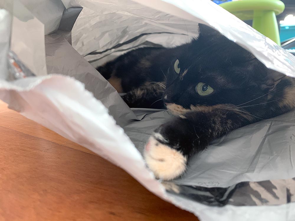 A tortoiseshell cat sprawled out inside an otherwise empty polybag mailer