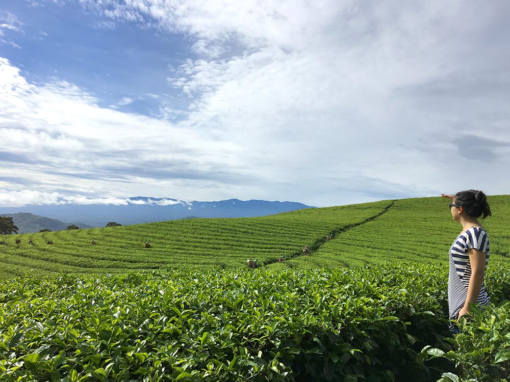 South Sumatra Pagar Alam Tea Plantations Me