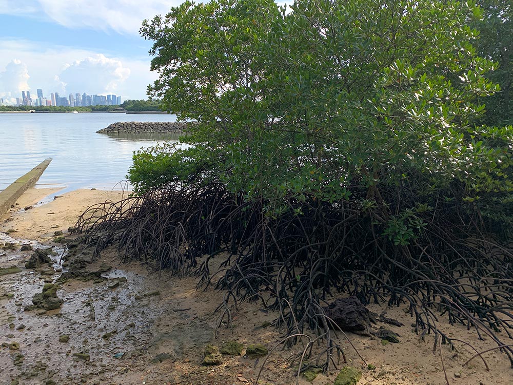 St Johns Island Mangrove Jetty