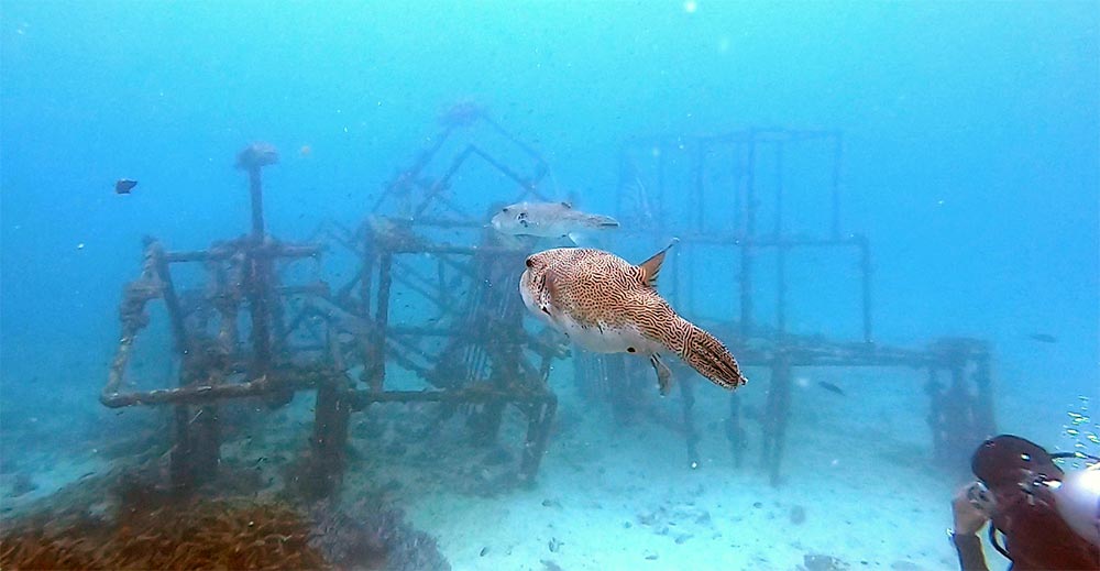 Tioman Scuba Diving Puffer Coral Structure