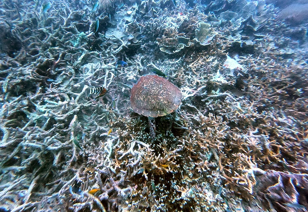 Tioman Scuba Diving Turtle Coral