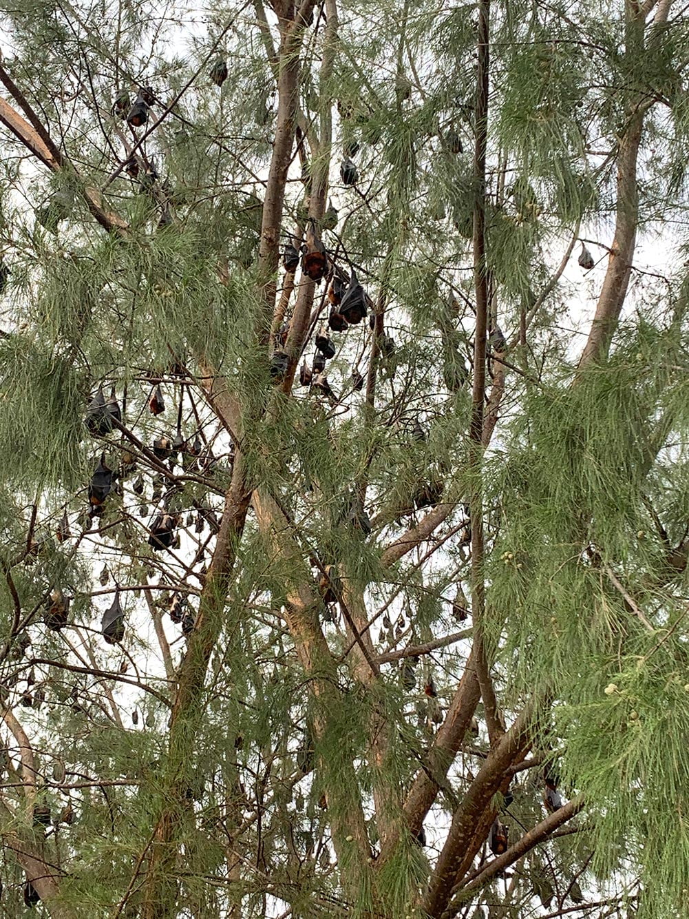 Tioman Tekek Beach Trees Bats Close