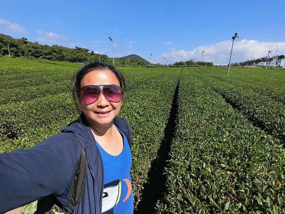 Jeju Osulloc Tea FIelds Me