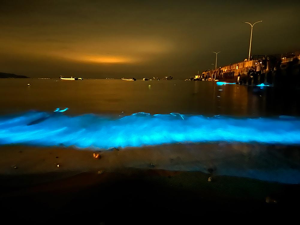 Wow, wow, wow': Stunning bioluminescence lights up Irish beach