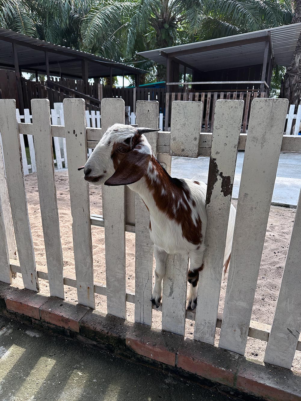 Desaru Mini Zoo Goat