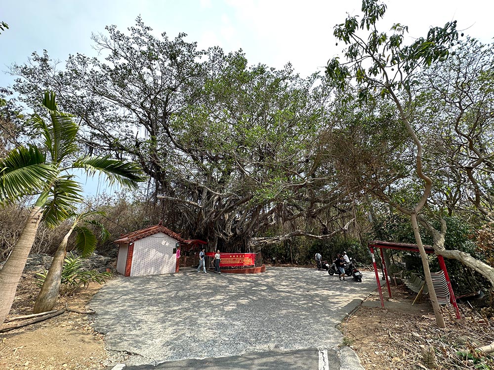 Xiaoliuqiu Old Banyan Tree Viewpoint Temple