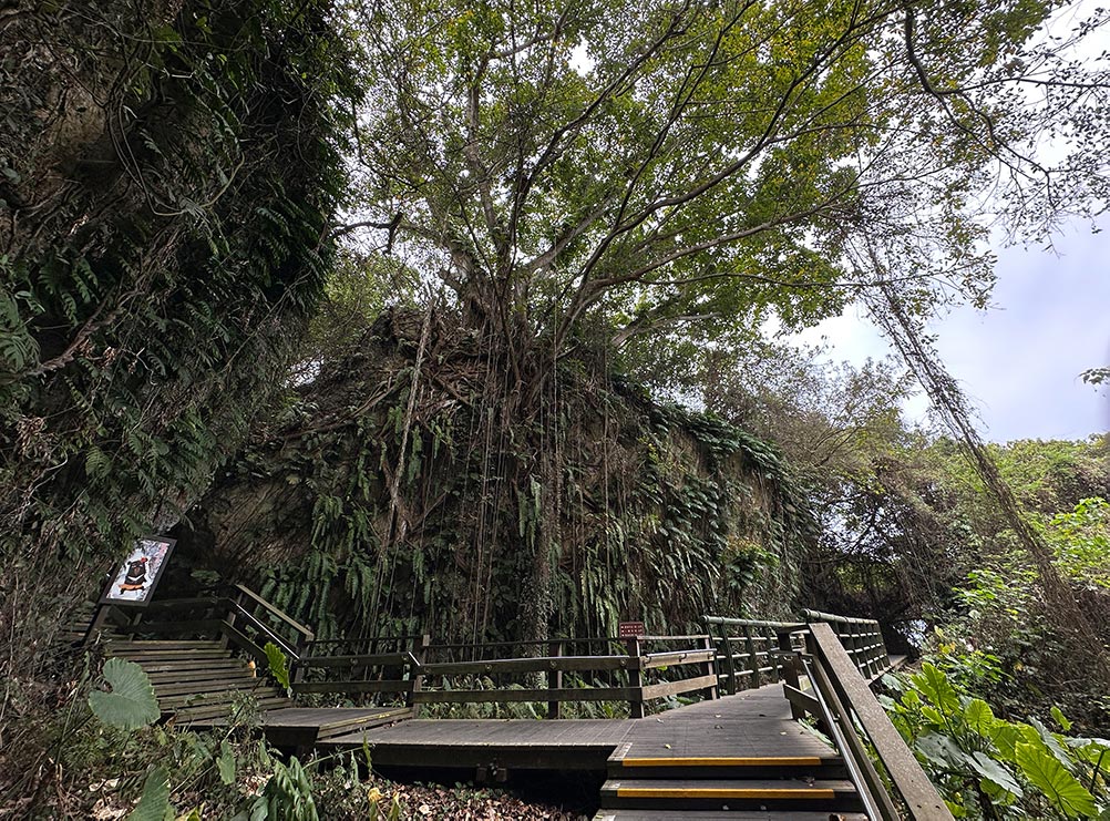 Xiaoliuqiu Sanzhu Trail Tree