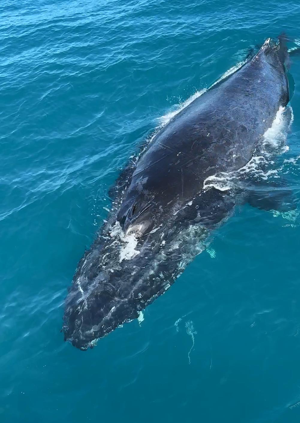 Broome Humpback Whale Swimming