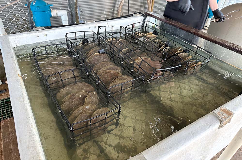 Broome Cygnet Bay Pearl Farm Tour Oyster Tank