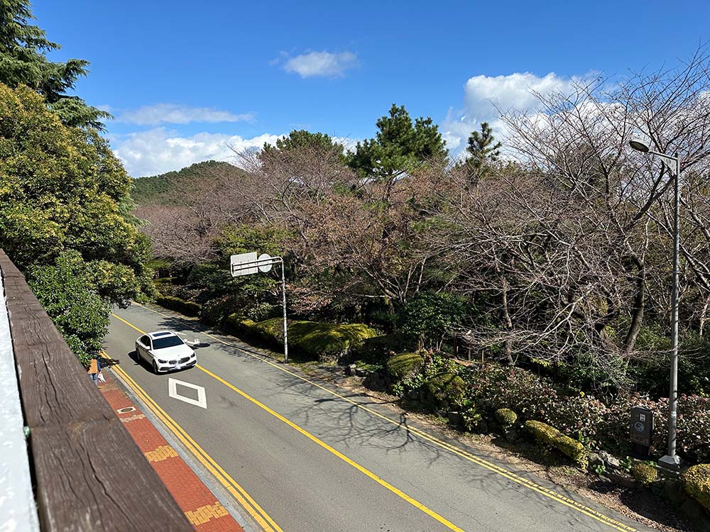 Busan Dalmaji Road Trees