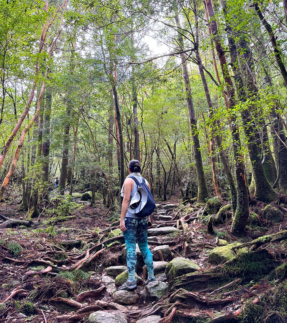 Yakushima Shiratani Unsuikyo Trail Stairs Me Back