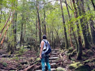 Yakushima Shiratani Unsuikyo Trail Stairs Me Back