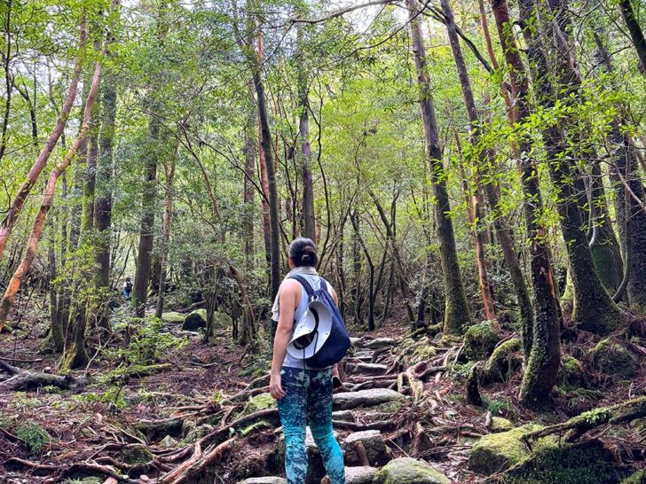 Yakushima itinerary: 4 days road trip to see ancient cedars and lush nature