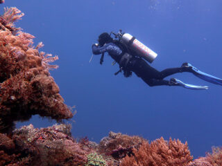 Alor Diving Red Coral Me