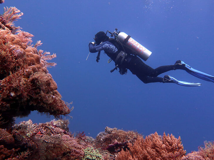 Scuba diving in Alor: Dive logs