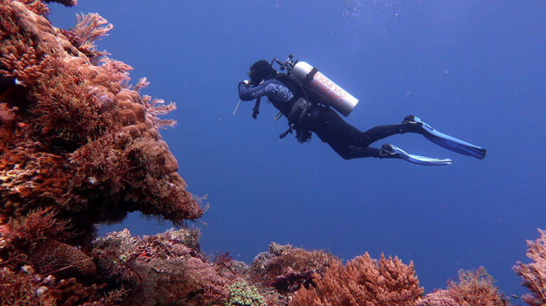 Alor Diving Red Coral Me