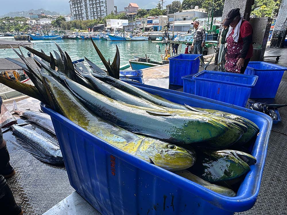 Taitung Chenggong Fish Market DolphinFish