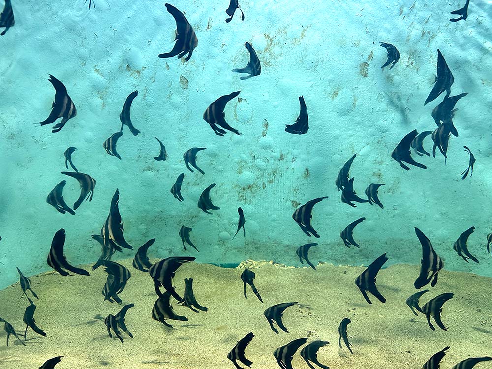 Taitung Chenggong Marine Centre Fish Tank