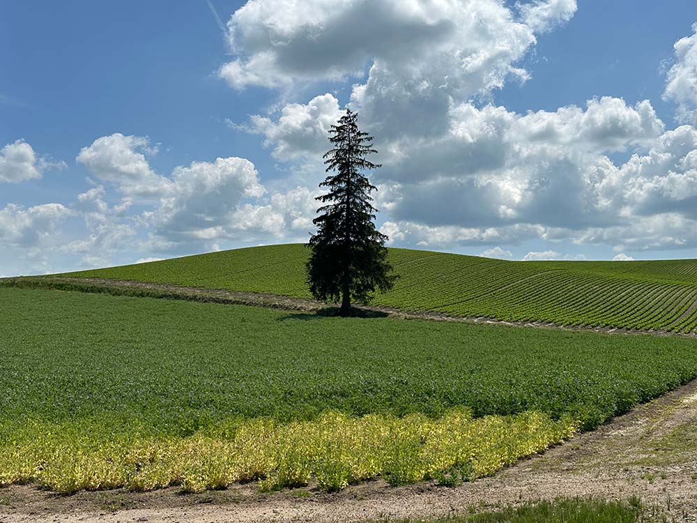 Hokkaido Furano Biei Christmas Tree