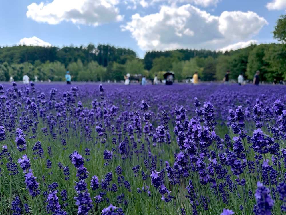 Hokkaido Furano Farm Tomita Lavender Field