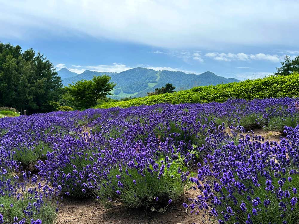 Hokkaido Furano Winery Lavender Field View